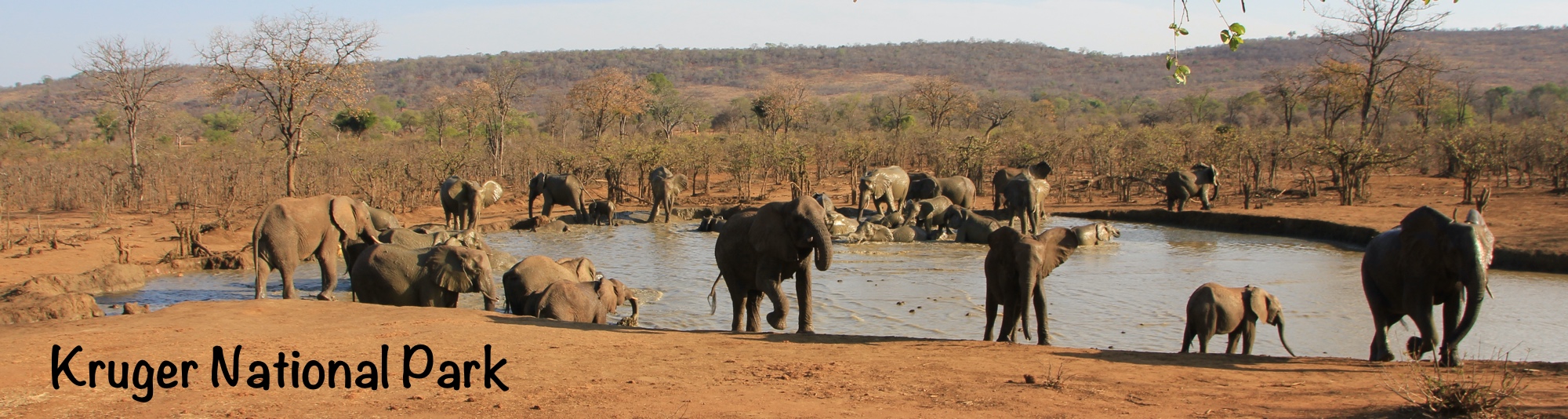 Elephants at the Punda Maria Reat Camp hide overlooking a waterhole.