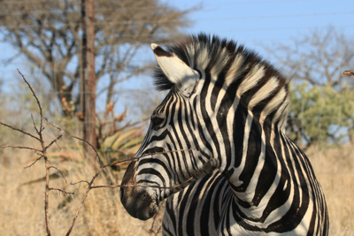 Zebra close up.