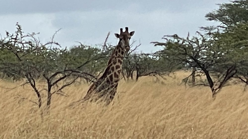 A giraffe lying down in the grass.