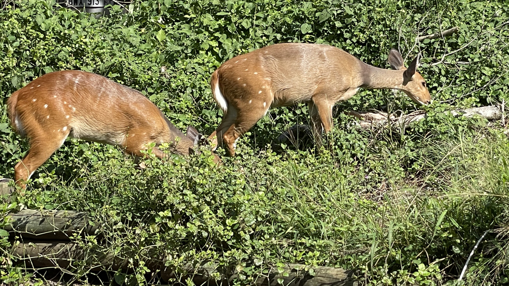 2 female bushbuck by our site.