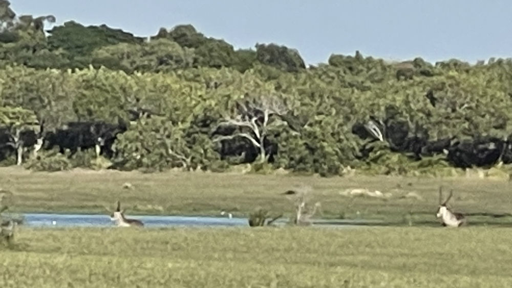 Waterbuck lying down near a lake.