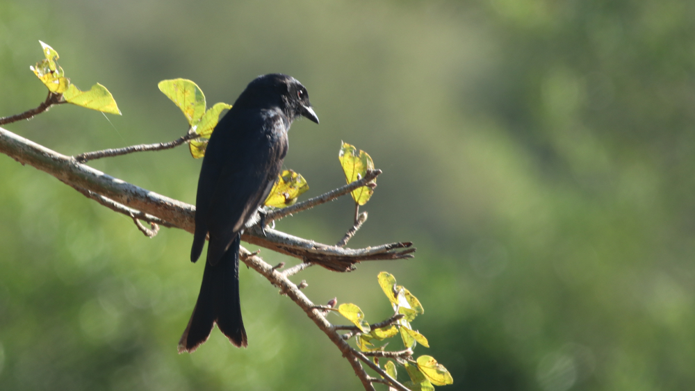  Fork-tailed Drongo on the lookout for insects.