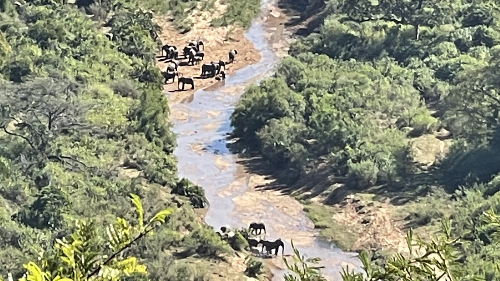Elephants in the valley below us. 