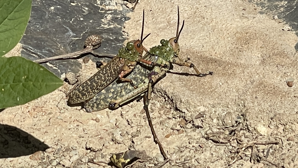 2 crickets mating.