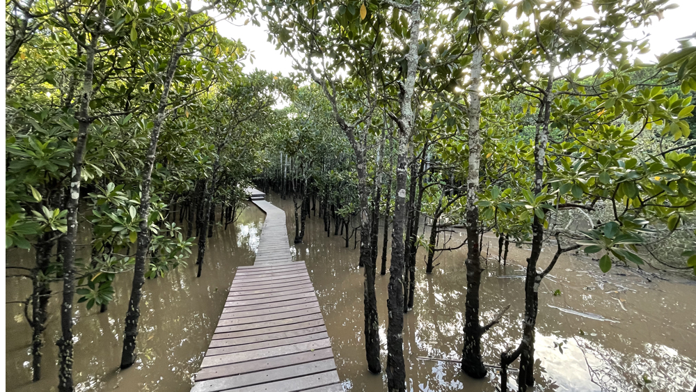The new boardwalk amongst the mangroves trees.