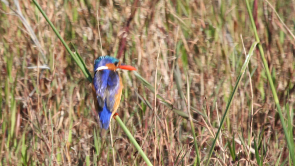 A malachite kingfisher in the reedbeds.