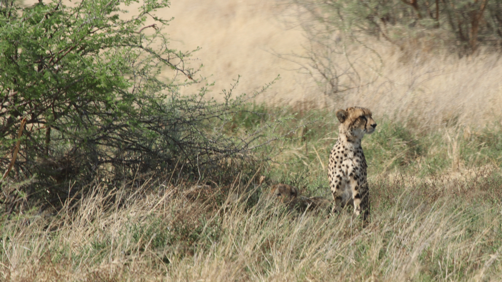 1 cheetah sitting up - the other 3 are lying under a bush.