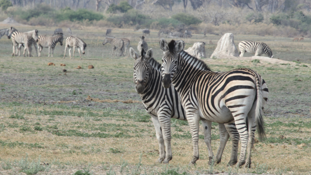 2 zebra looking at us with others in the background.
