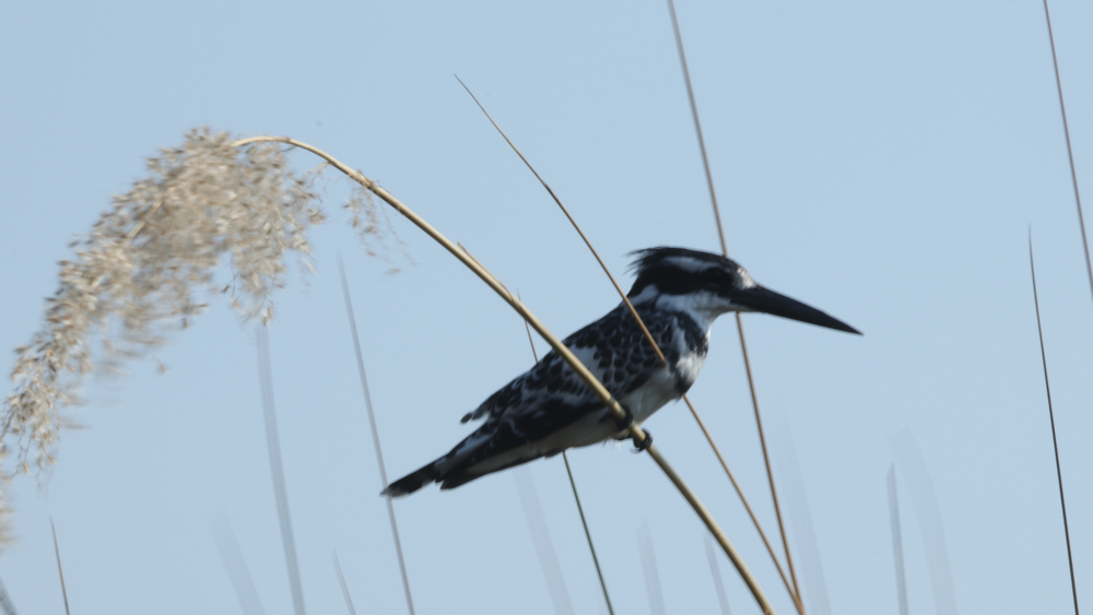 A pied kingfisher sitting on a reed.