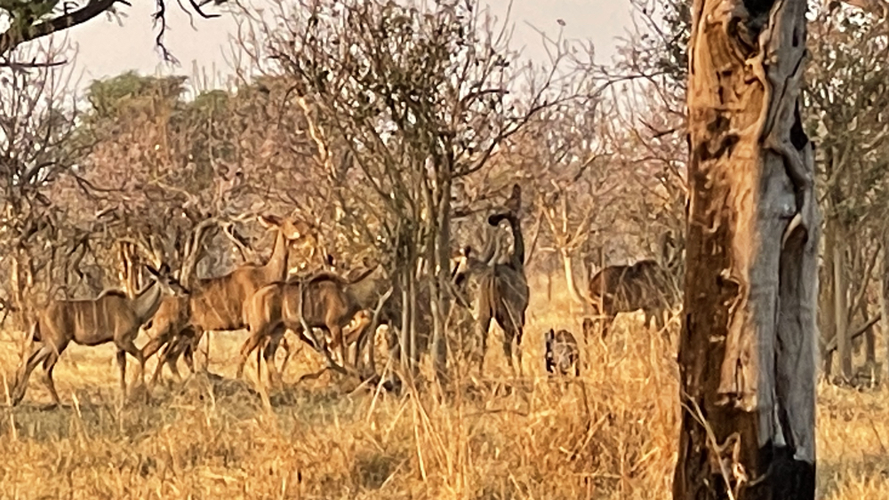 A group of female kudu browing on nearby trees.