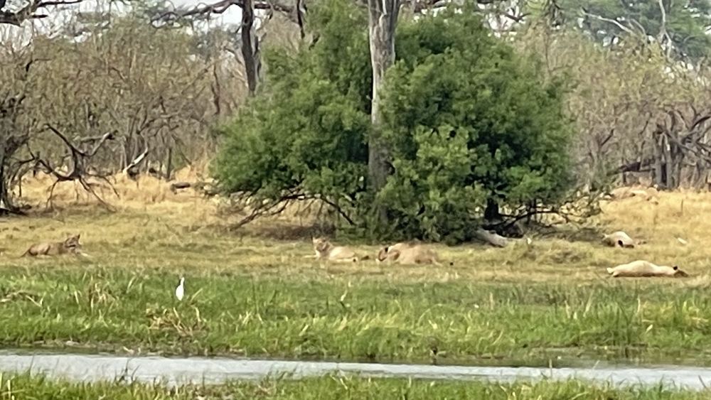 5 lionesses lying around a bush.