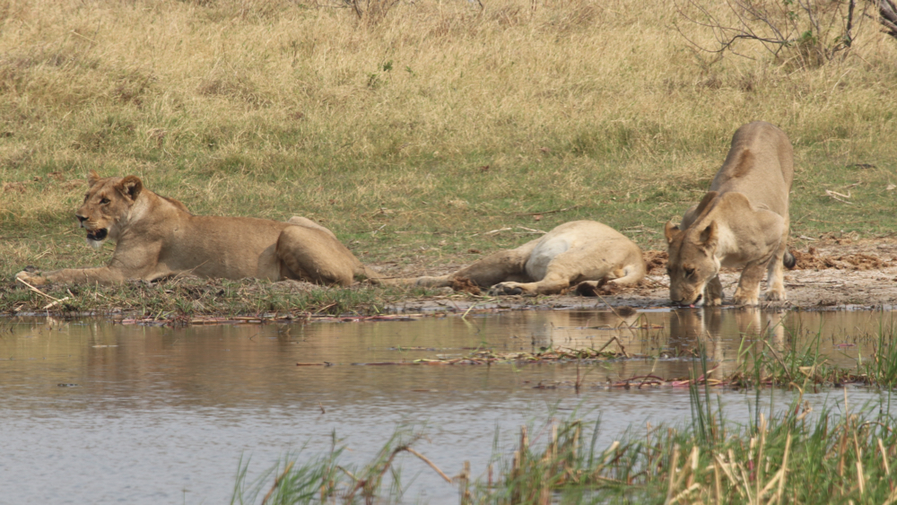 1 lioness drinking while another 2 are lying down nearby.