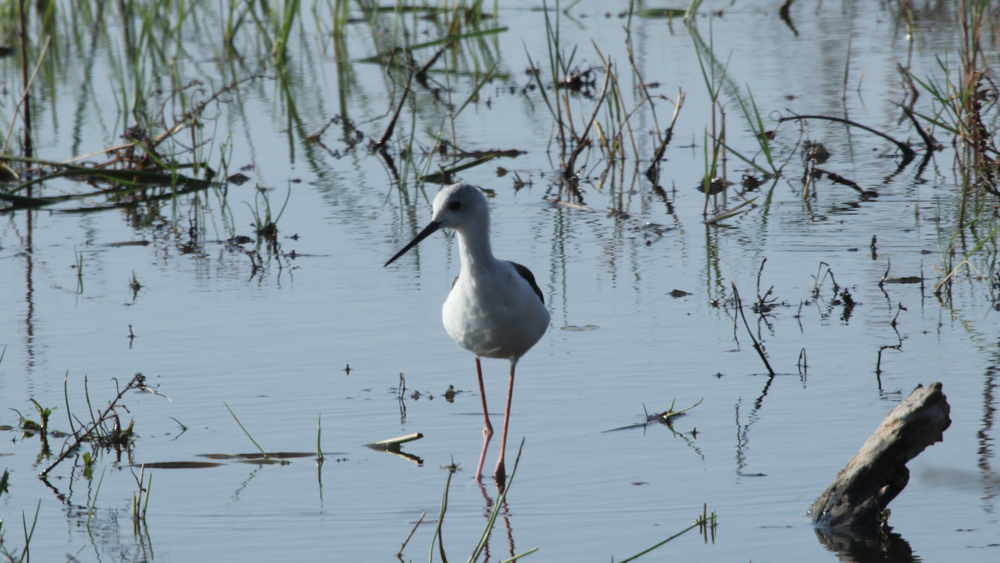A black-winged stilt wading through the shallow water.