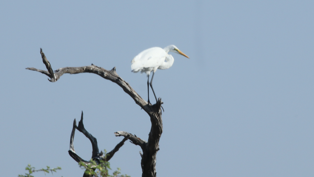 A great white egret standing near the top of a dead tree.