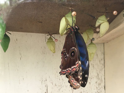 A little later we could make out some colour on the wings.