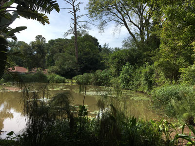 A lake surrounded by shrubs abd trees.