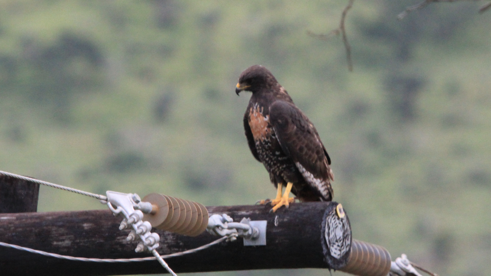 Jackal buzzard sitting on an electric pylon.