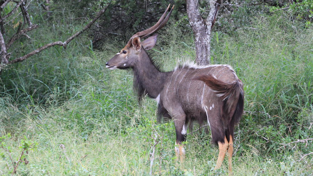 Male nyala in the bush.