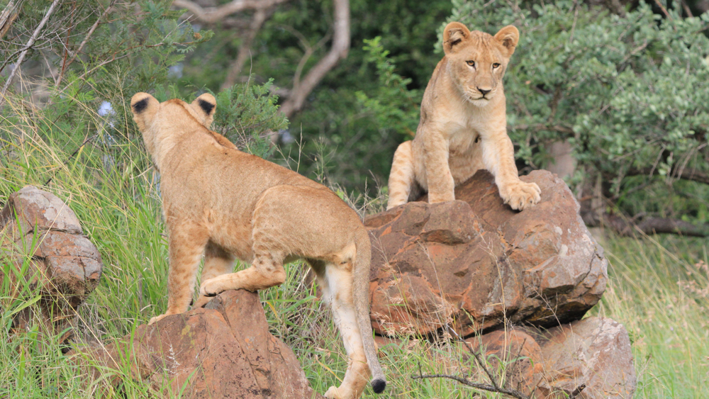 2 cubs playing on some rocks.