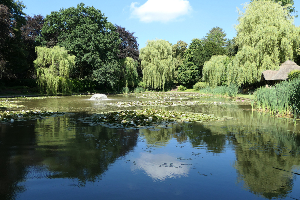 A large lake with plenty of waterlilies.