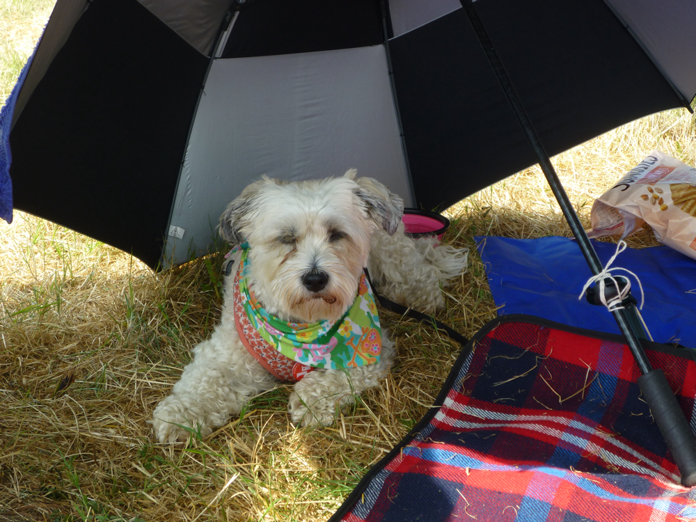 Gracie lying under an umbrella.