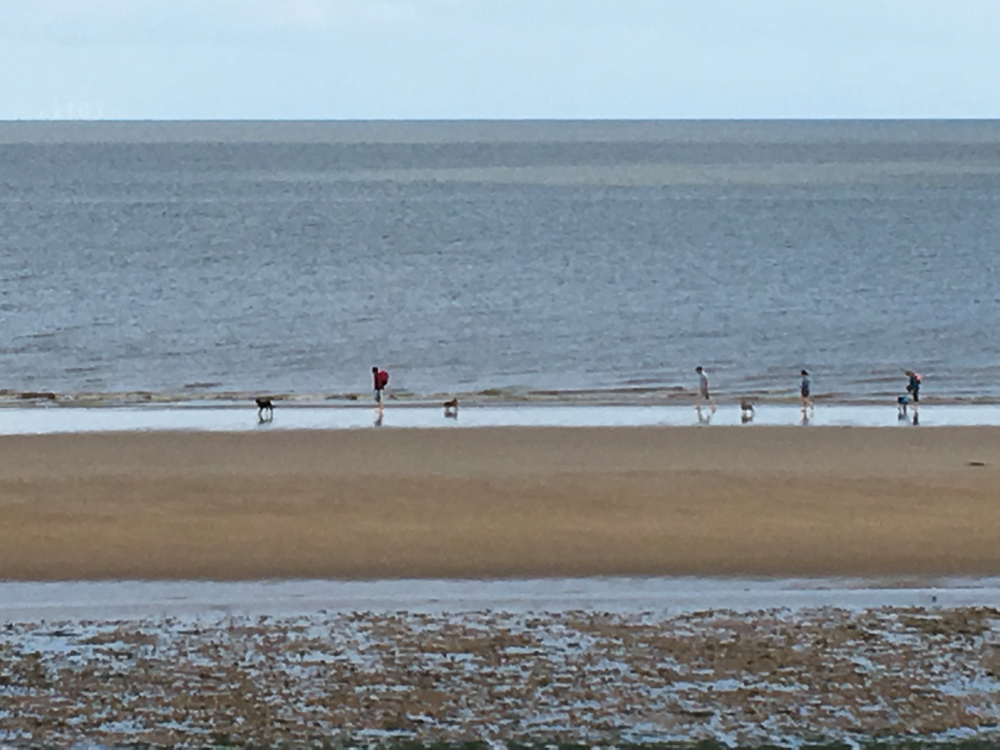 Family and dogs sandering aloang the shoreline.