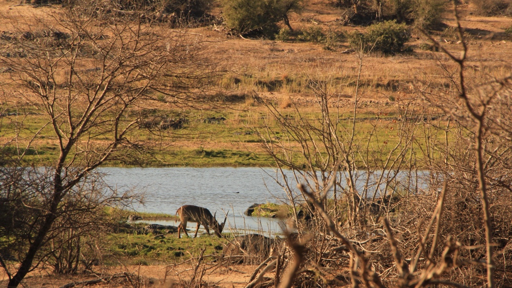 A waterbuck near the river.