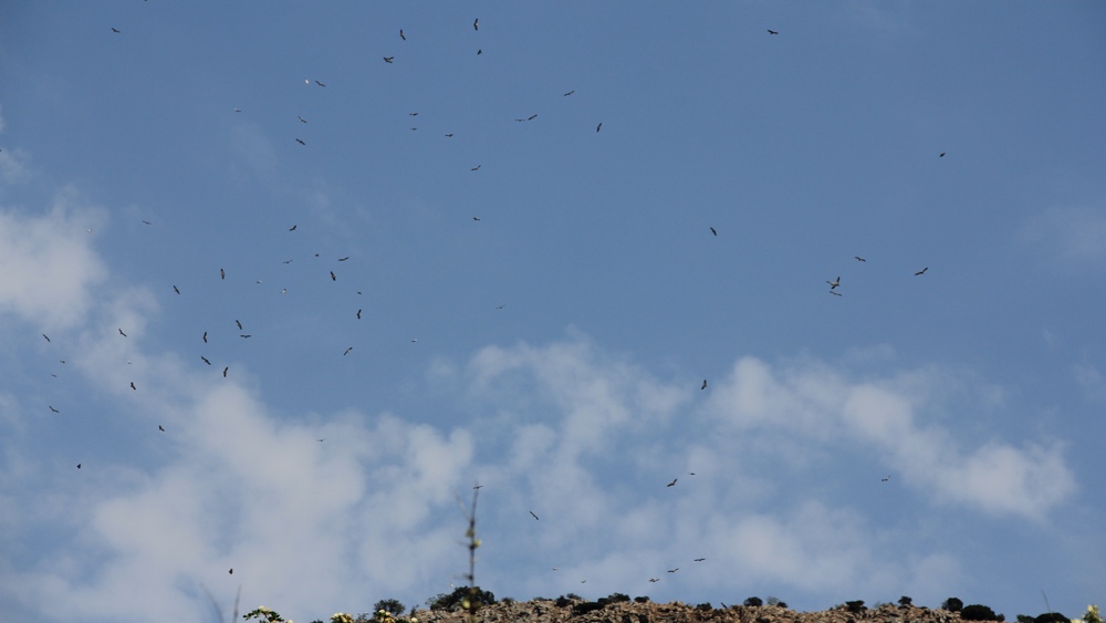 large numbers of vultures circling above us.