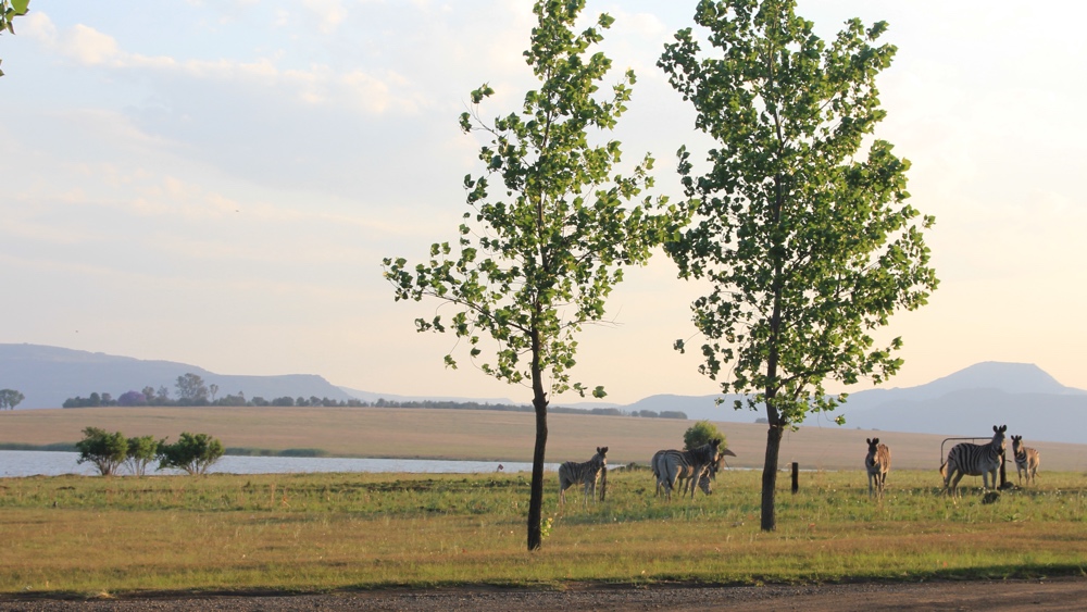 Zebra near the campsite and dam.