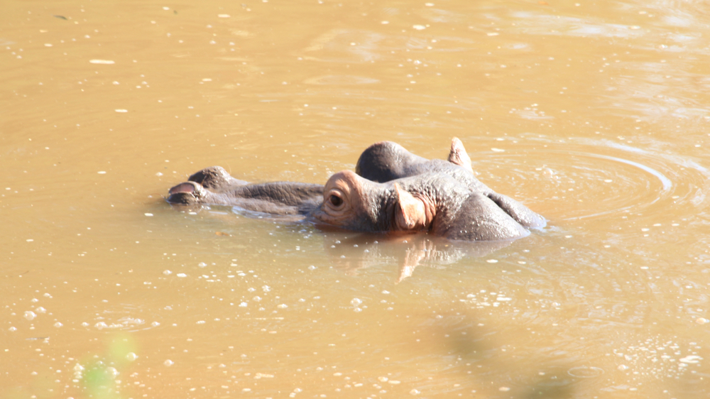 The head of a single hippo.