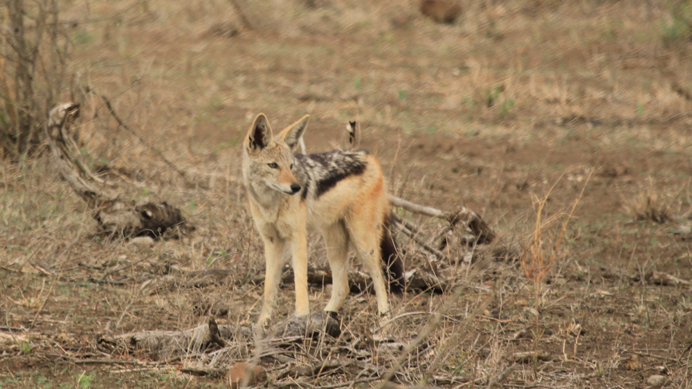 Single jackal standing still.