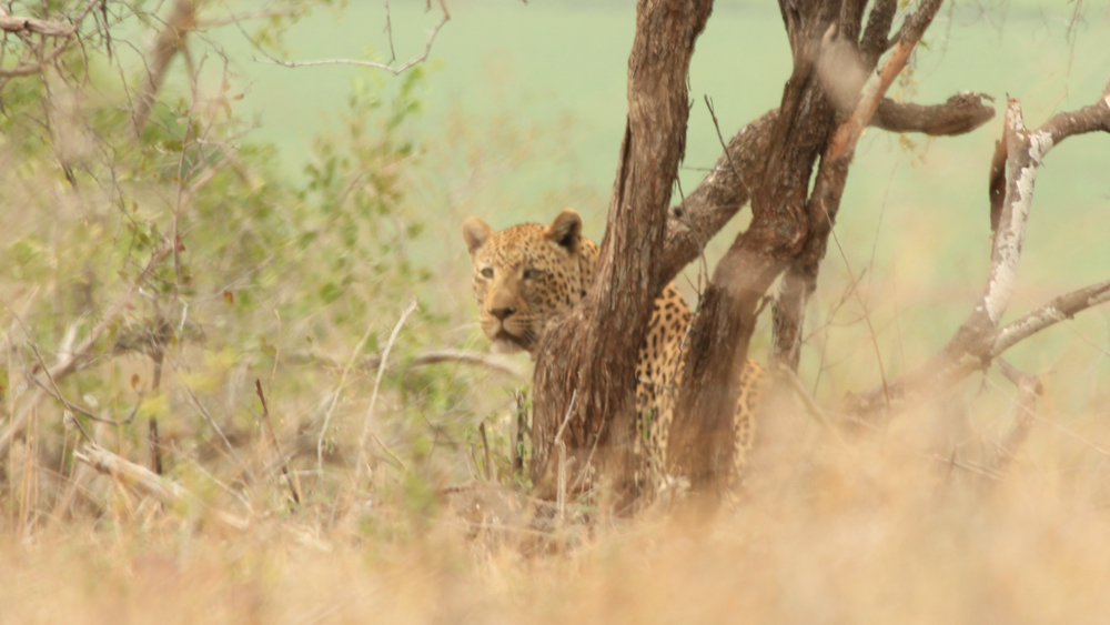 A leopard sitting behind a tree with its head facing us.