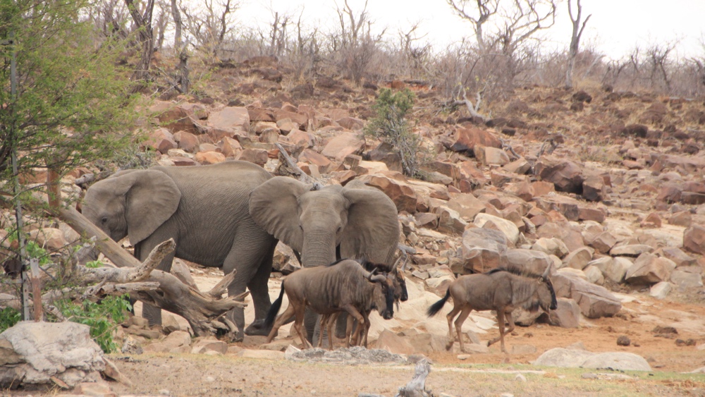 2 elephants and 3 wildebeest.