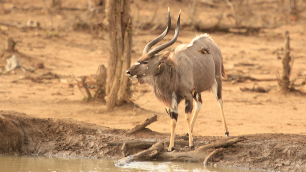 A male nyala.