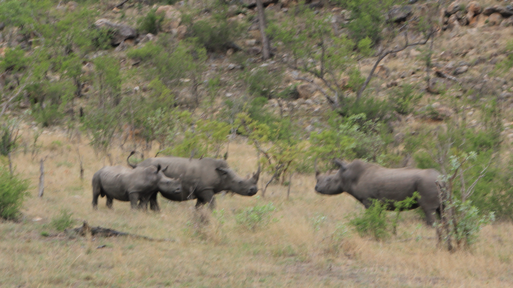 3 rhino.