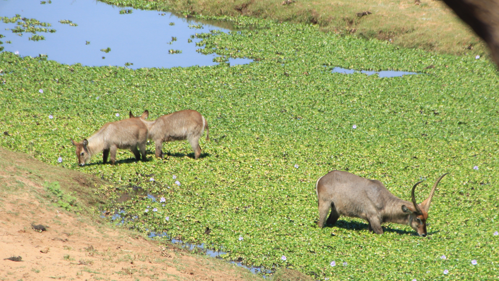 3 waterbuck feeding on water plants in a river