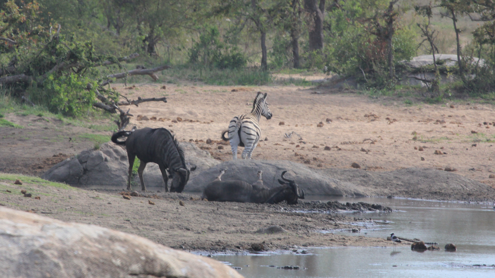 2 wilderbeest and a zebra.