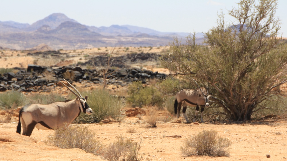 2 oryx.