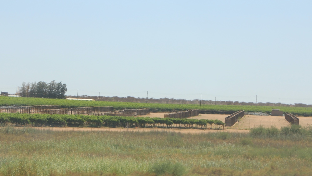 Fruit trees and drying racks.