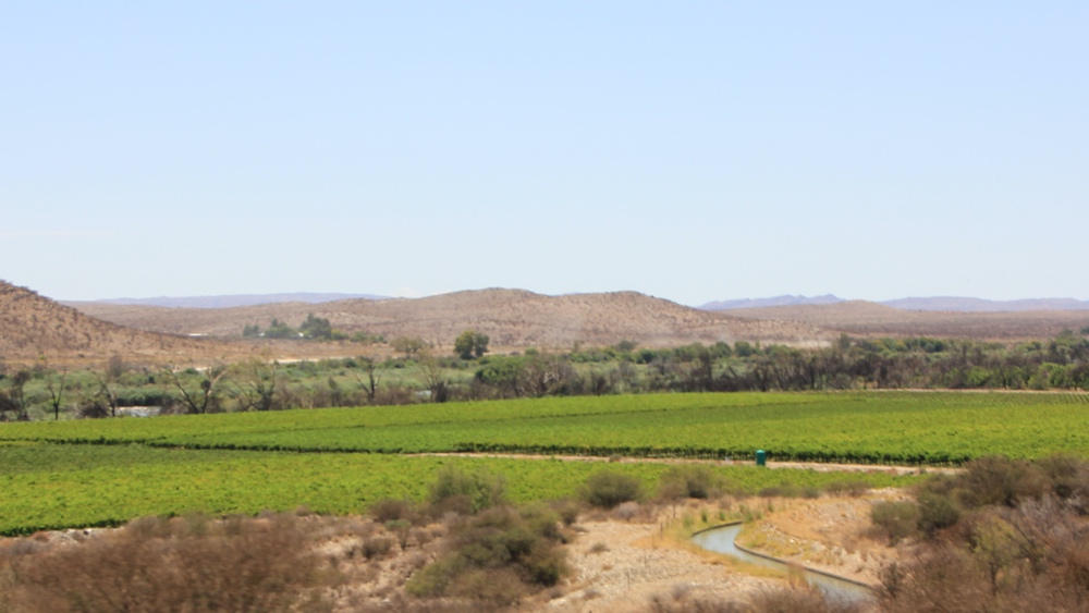 Vinyards.