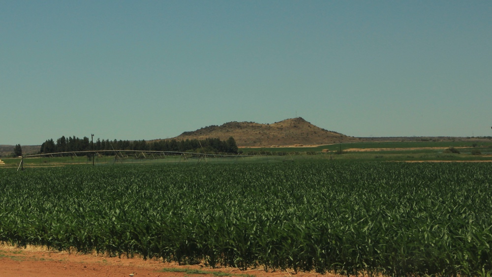 Maize