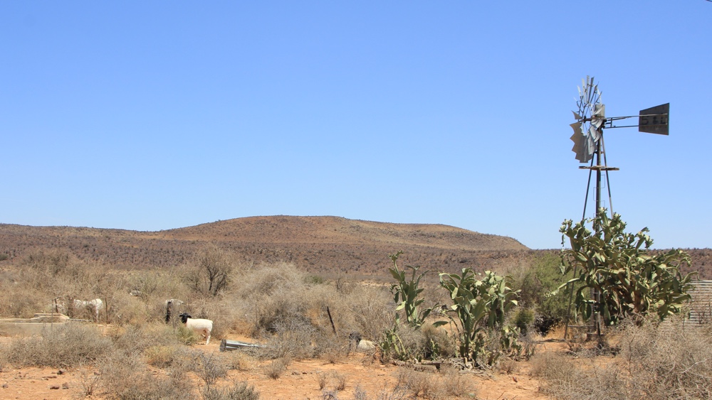 A working wind-pump with a group of sheep nearby