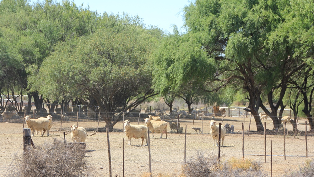 fields with sheep and lambs by the farmhouse.