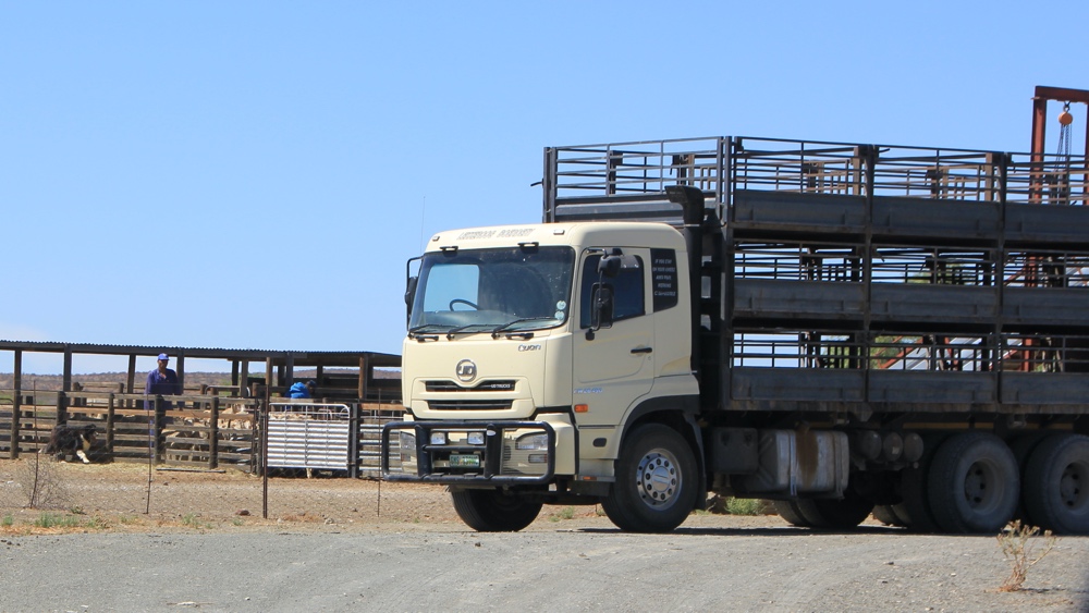Sheep were being loaded onto a lorry