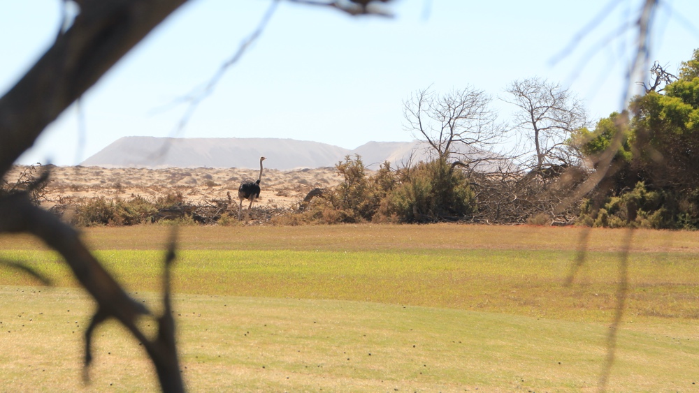 A male ostrich.