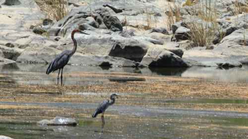 A grey heron and a goliath heron.