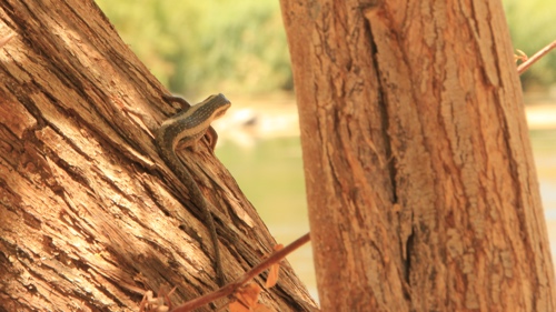A skink on a tree trunk.