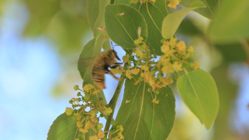 bees enjoying a flowering bush.