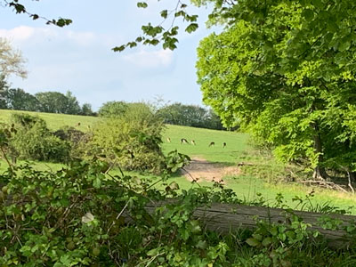 Fileds with a herd of deer in the distance