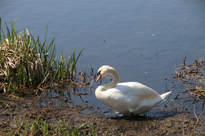 We spent 3 days in Bruges with my sister Di, and her husband, David. We travelled on the Eurostar from London to Brussels and then took another train to Bruges where we stayed in a small hotel not far from the centre - but nice and quiet. We were very lucky with the weather, it was cold but as we had plenty of sunshine so were able to do lots of walking around the town. We've been to Bruges on several occassions but it was the first time for Di and David.

Bruges is often referred to as 'The Venice of the North' due to its numerous canals.